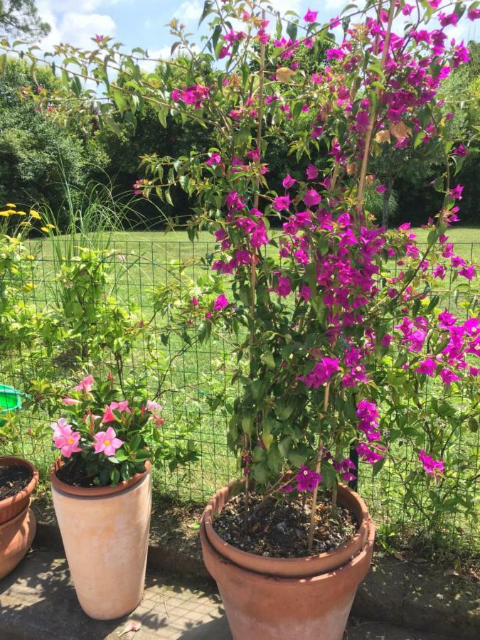 Passirano B&B La Villa Mediterranea מראה חיצוני תמונה